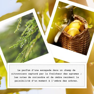 REPLICA Under the Lemon Trees