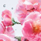 Miss Dior Rose N'Roses - Eau de Toilette