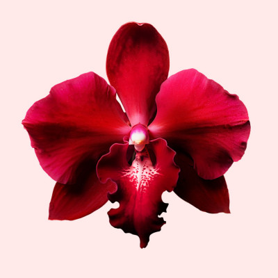 Flowerbomb Ruby Orchid - Eau de parfum