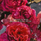 Aqua Allegoria Forte Rosa Rossa - Eau de parfum
