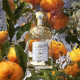 Coffret Aqua Allegoria Mandarine Basilic - Eau de toilette